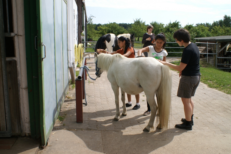 Die Ponys pflegen die beiden Gruppen gemeinsam